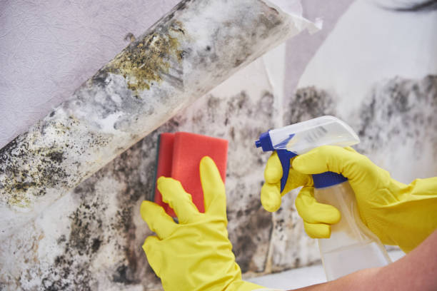 Best Industrial Mold Remediation in Arcola, IL